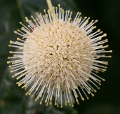 Sugar Shack Dwarf Buttonbush, Button Willow, Honey Bells, Cephalanthus occidentalis 'SMCOSS' 